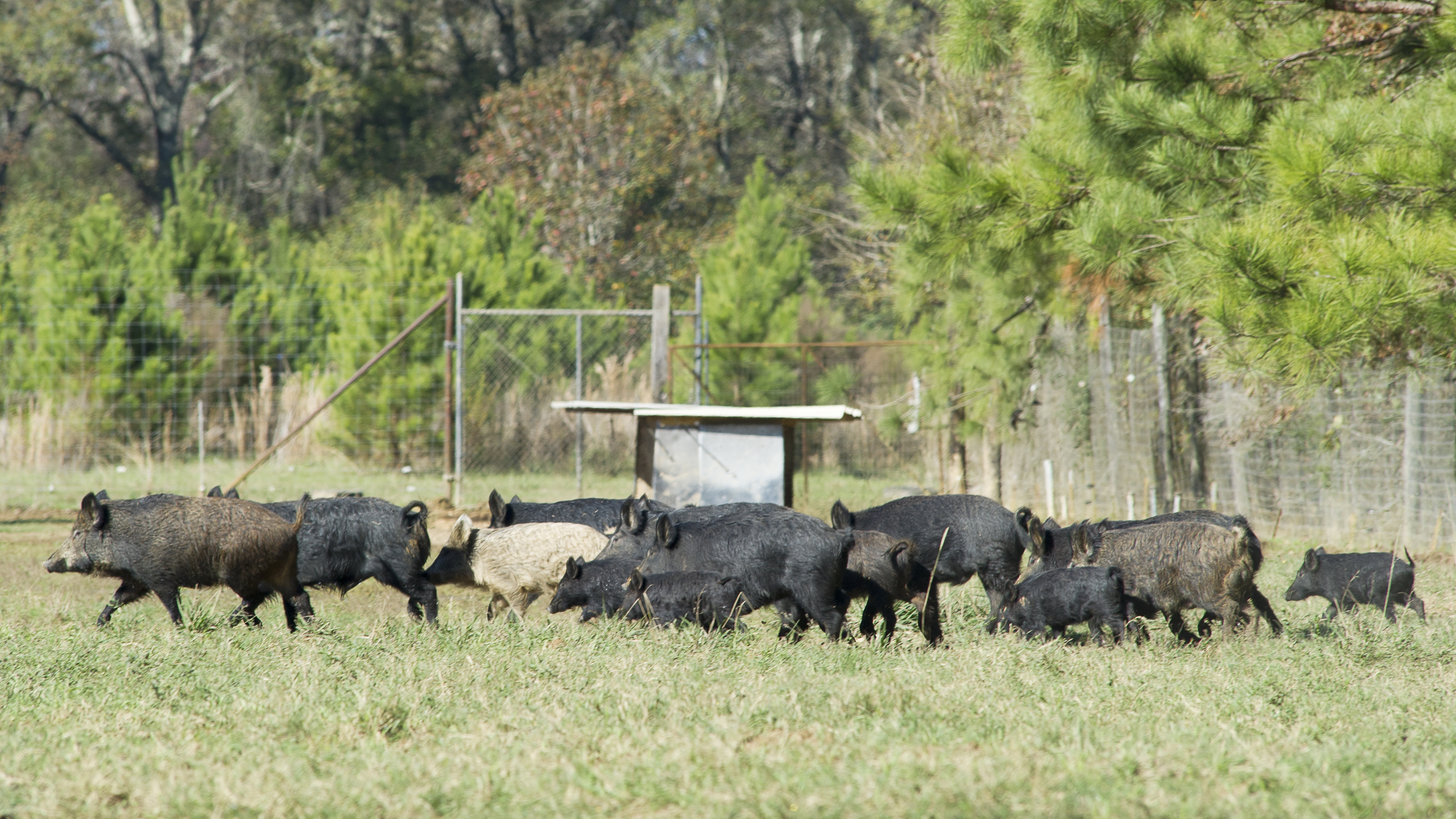 Southern region land-grant researchers finding solutions to control feral hogs 